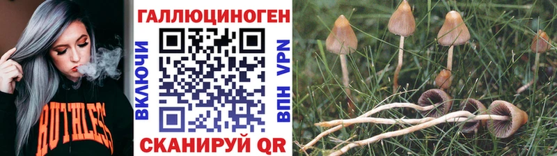 наркошоп  Выборг  блэк спрут зеркало  Псилоцибиновые грибы MAGIC MUSHROOMS 